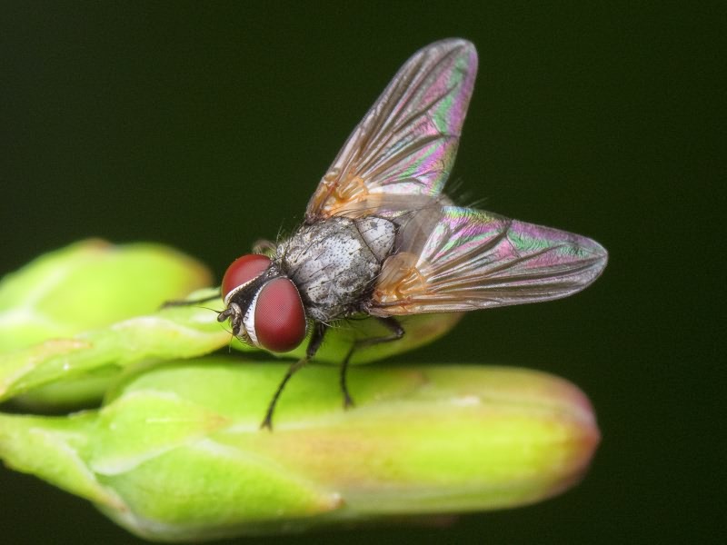 Muscidae